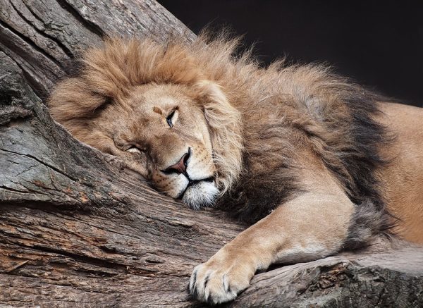 Is sleep really worth it?